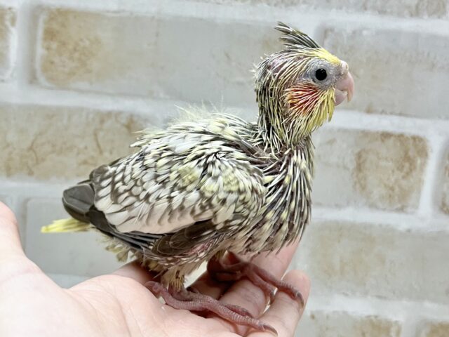 ツクツクファンキーちゃん🐥💥 オカメインコ(シナモンパール) オカメインコ