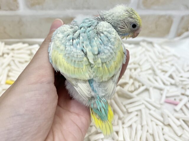 ソーダフロート🍨🩵 セキセイインコ(パステルレインボー) セキセイインコ
