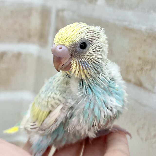 ソーダフロート🍨🩵 セキセイインコ(パステルレインボー) ソーダフロート🍨🩵 セキセイインコ(パステルレインボー)