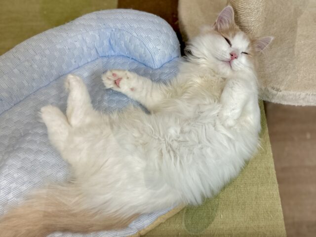 元気いっぱい🐱ラガマフィン男の子🧡 ラガマフィン