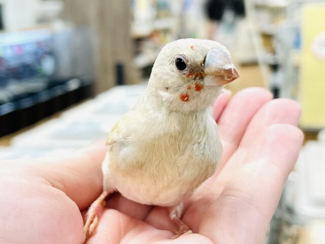 【最新画像】キラキラ✨️神秘的なダイヤモンド💎✨️コキンチョウ(イエロー)ヒナ コキンチョウ