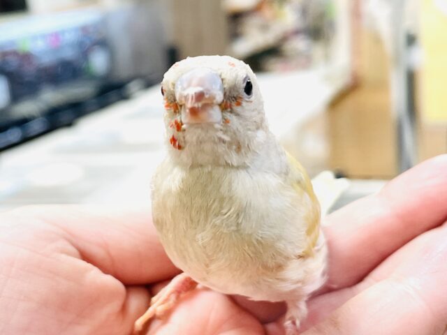 【最新画像】キラキラ✨️神秘的なダイヤモンド💎✨️コキンチョウ(イエロー)ヒナ コキンチョウ