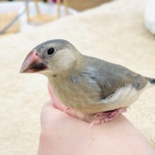 【最新画像★ひな餌卒業】大人の階段登る〜🎶桜文鳥ちゃん