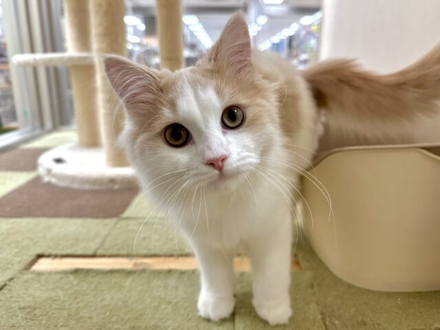 元気いっぱい🐱ラガマフィン男の子🧡 ラガマフィン
