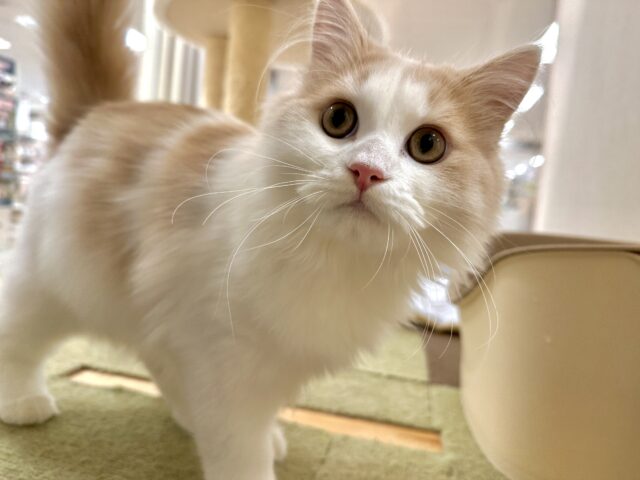 元気いっぱい🐱ラガマフィン男の子🧡 ラガマフィン