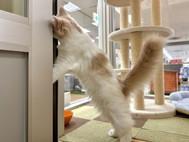 元気いっぱい🐱ラガマフィン男の子🧡 ラガマフィン