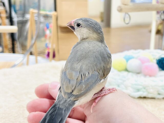 【最新画像★ひな餌卒業】大人の階段登る〜🎶桜文鳥ちゃん 桜文鳥