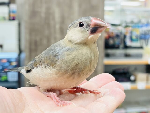 【最新画像★ひな餌卒業】大人の階段登る〜🎶桜文鳥ちゃん 桜文鳥