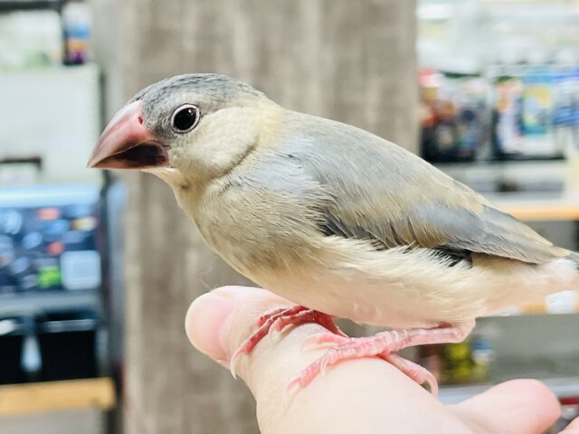 【最新画像★ひな餌卒業】大人の階段登る〜🎶桜文鳥ちゃん 桜文鳥