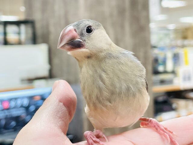【最新画像★ひな餌卒業】大人の階段登る〜🎶桜文鳥ちゃん 桜文鳥