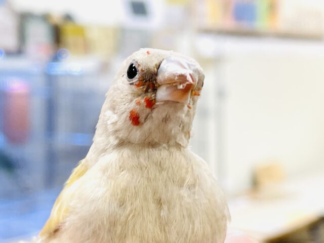 【最新画像】キラキラ✨️神秘的なダイヤモンド💎✨️コキンチョウ(イエロー)ヒナ コキンチョウ