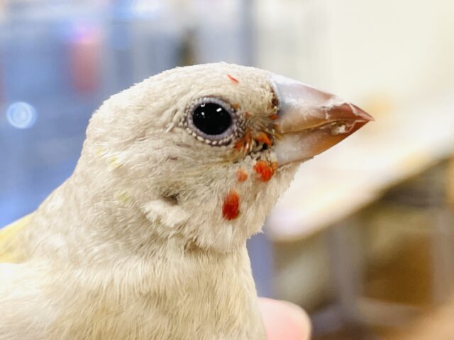 【最新画像】キラキラ✨️神秘的なダイヤモンド💎✨️コキンチョウ(イエロー)ヒナ コキンチョウ