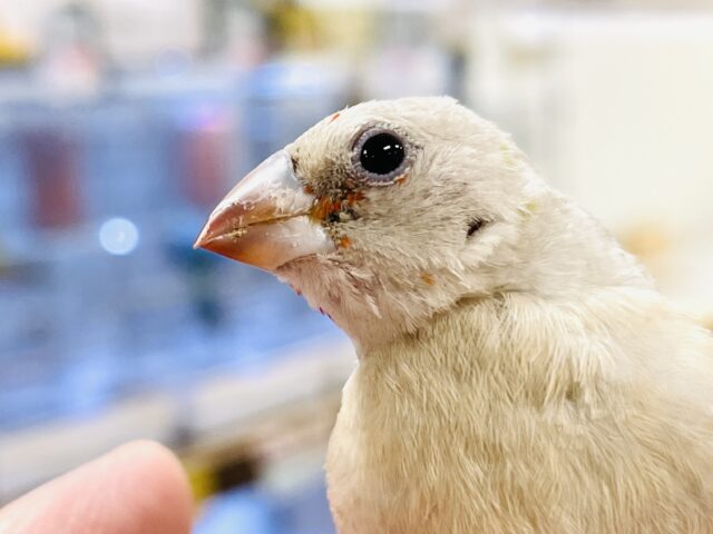 【最新画像】キラキラ✨️神秘的なダイヤモンド💎✨️コキンチョウ(イエロー)ヒナ コキンチョウ