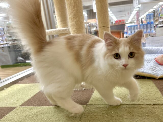 元気いっぱい🐱ラガマフィン男の子🧡 ラガマフィン