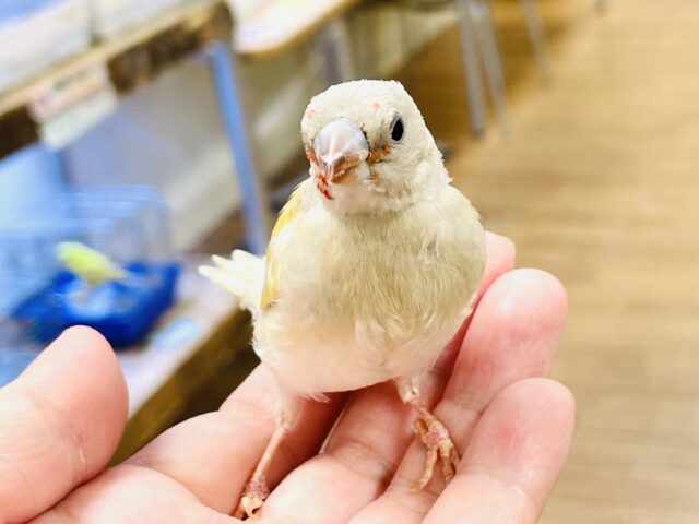 【最新画像】キラキラ✨️神秘的なダイヤモンド💎✨️コキンチョウ(イエロー)ヒナ コキンチョウ