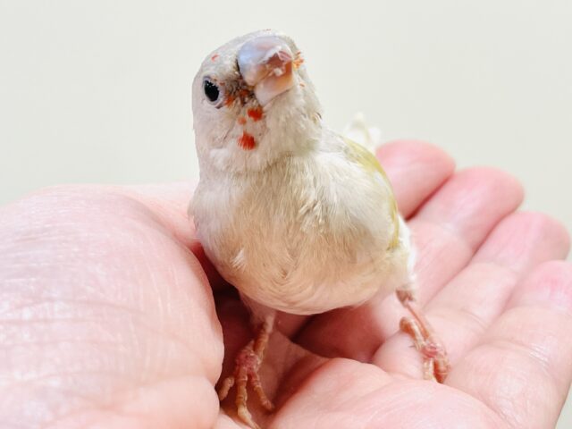 【最新画像】キラキラ✨️神秘的なダイヤモンド💎✨️コキンチョウ(イエロー)ヒナ コキンチョウ