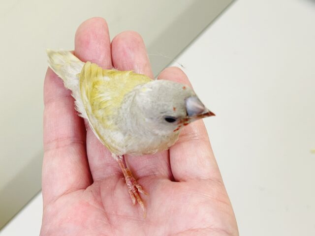 【最新画像】キラキラ✨️神秘的なダイヤモンド💎✨️コキンチョウ(イエロー)ヒナ コキンチョウ