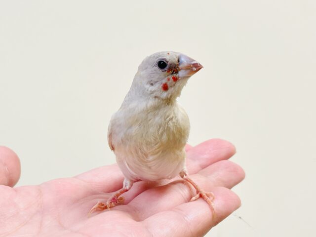 【最新画像】キラキラ✨️神秘的なダイヤモンド💎✨️コキンチョウ(イエロー)ヒナ コキンチョウ