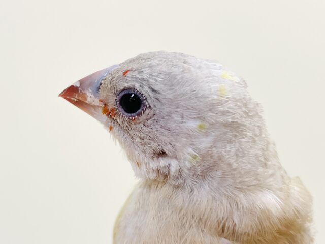 【最新画像】キラキラ✨️神秘的なダイヤモンド💎✨️コキンチョウ(イエロー)ヒナ コキンチョウ