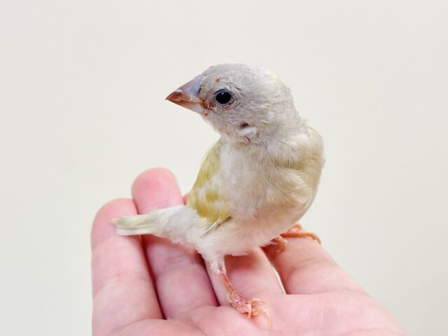 【最新画像】キラキラ✨️神秘的なダイヤモンド💎✨️コキンチョウ(イエロー)ヒナ コキンチョウ