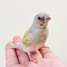 【最新画像】キラキラ✨️神秘的なダイヤモンド💎✨️コキンチョウ（イエロー）ヒナ