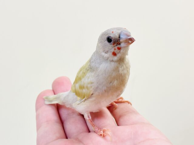 【最新画像】キラキラ✨️神秘的なダイヤモンド💎✨️コキンチョウ（イエロー）ヒナ