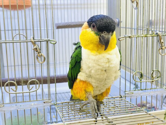 【最新動画】黒い頭が魅力的な元気っ子💕ズグロシロハラインコ(男の子) ズグロシロハラインコ