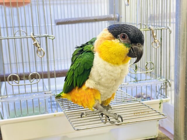 【最新動画】黒い頭が魅力的な元気っ子💕ズグロシロハラインコ(男の子) ズグロシロハラインコ