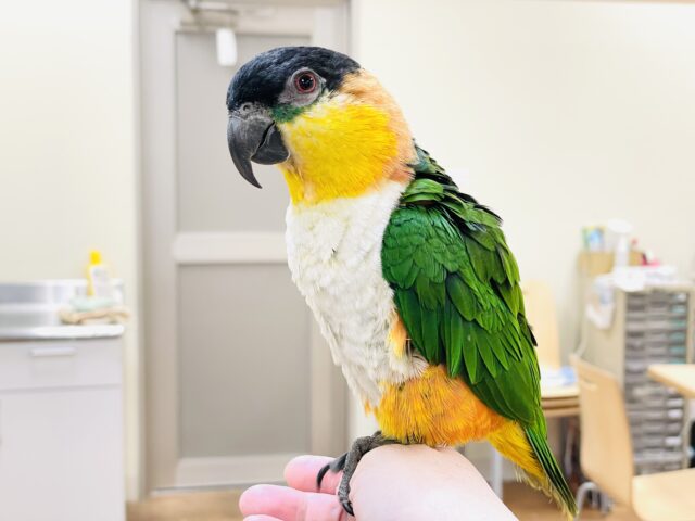 【最新動画】黒い頭が魅力的な元気っ子💕ズグロシロハラインコ（男の子）