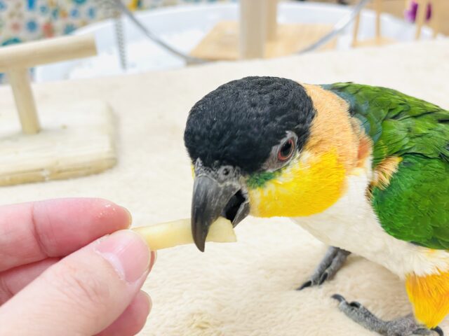 【最新動画】黒い頭が魅力的な元気っ子💕ズグロシロハラインコ(男の子) ズグロシロハラインコ