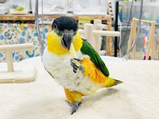 【最新動画】黒い頭が魅力的な元気っ子💕ズグロシロハラインコ(男の子) ズグロシロハラインコ