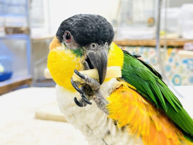 【最新動画】黒い頭が魅力的な元気っ子💕ズグロシロハラインコ(男の子) ズグロシロハラインコ