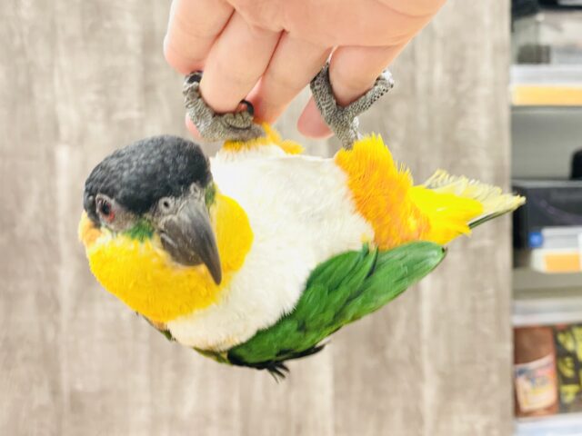 【最新動画】黒い頭が魅力的な元気っ子💕ズグロシロハラインコ(男の子) ズグロシロハラインコ