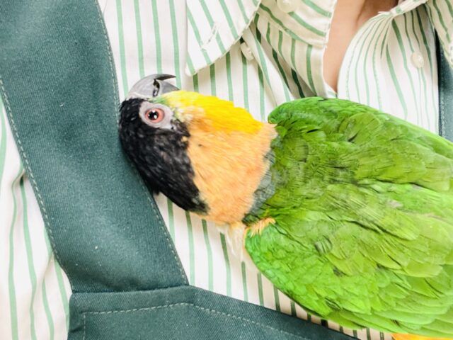 【最新動画】黒い頭が魅力的な元気っ子💕ズグロシロハラインコ(男の子) ズグロシロハラインコ