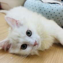 ほんとは……とびっきり甘えたい♥ラガマフィンくん！