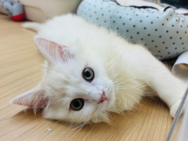 ほんとは……とびっきり甘えたい♥ラガマフィンくん！