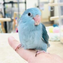 【最新画像】元気いっぱい💙好奇心旺盛✨マメルリハ（ブルー）女の子