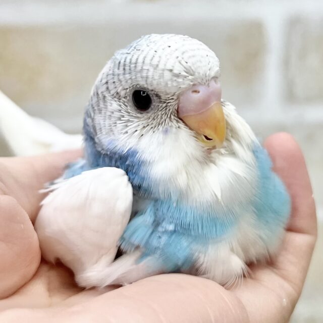 キラキラの瞳に見つめられて…✨　セキセイインコ（ブルースパングルパイド）