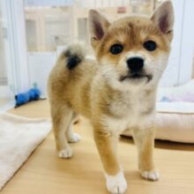 甘々ガールな大和なでしこ♡柴犬ちゃん！