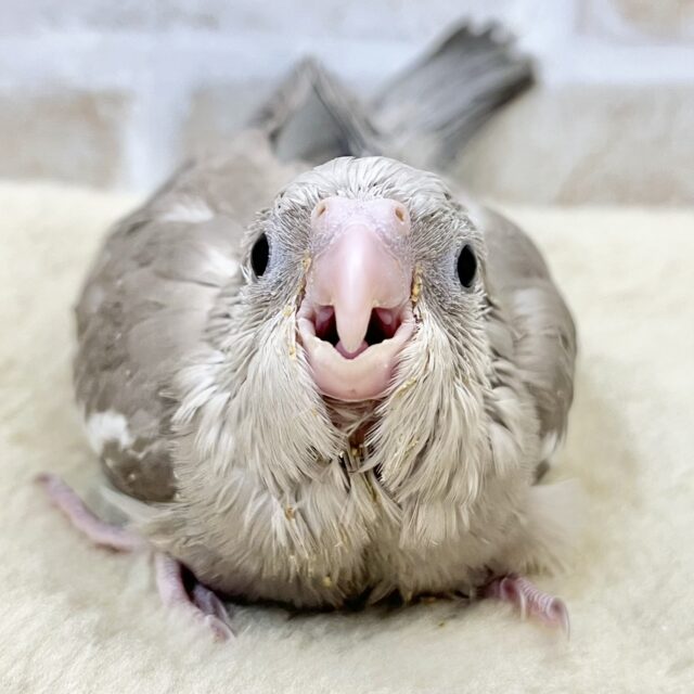 ジャージャー❗️元気いっぱい🌟　オカメインコ（ホワイトフェイスシナモン）