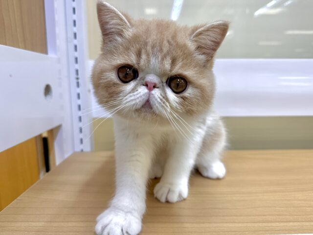 癒し系✨️🌟💫💖⭐️エキゾチック男の子