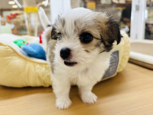 チワマル（マルチワ）