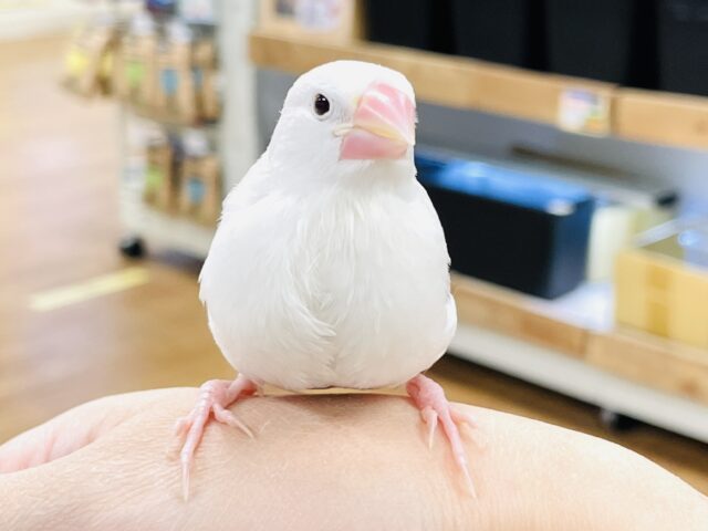 白文鳥