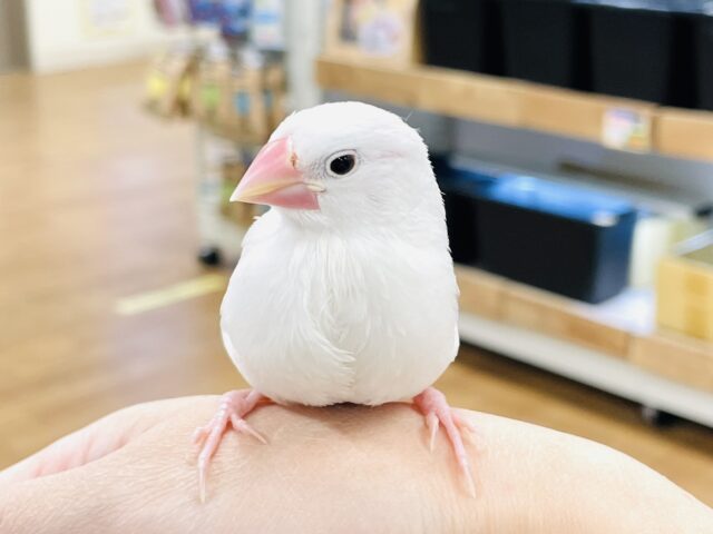 白文鳥