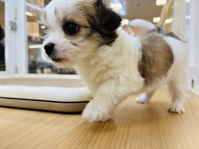 チワマル（マルチワ）