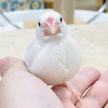 【最新画像】いっぱい寝て大きくなるんだ🤍白文鳥（ヒナ）
