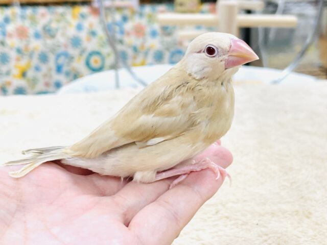 最新画像】ぽかぽか ふわふわ☁️ミルクティー🫖シナモン文鳥（ヒナ）