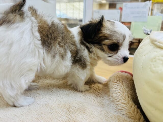 チワマル（マルチワ）