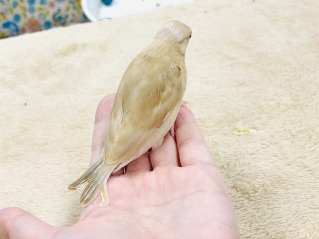 【最新画像】ぽかぽか ふわふわ☁️ミルクティー🫖シナモン文鳥(ヒナ) シナモン文鳥