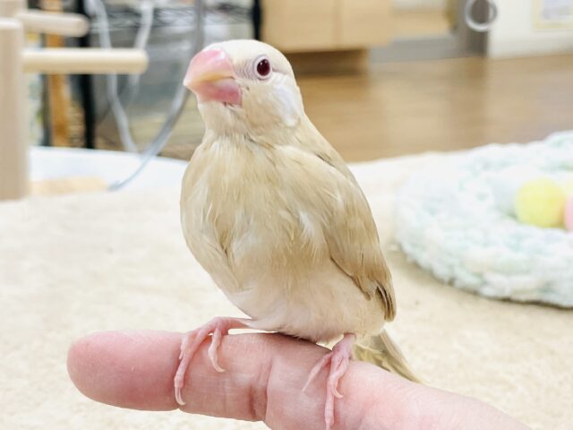 【最新画像】ぽかぽか ふわふわ☁️ミルクティー🫖シナモン文鳥(ヒナ) シナモン文鳥